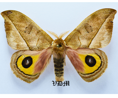 Automeris annulata picture by VDM Insecthouse with reference 0001R