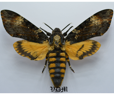 Acherontia atropos   picture by VDM Insecthouse with reference 0001R