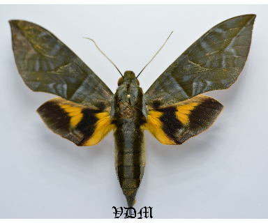 Eumorpha phorbas picture by VDM Insecthouse with reference 0002R