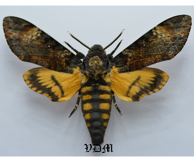 Acherontia atropos   picture by VDM Insecthouse with reference 0003R