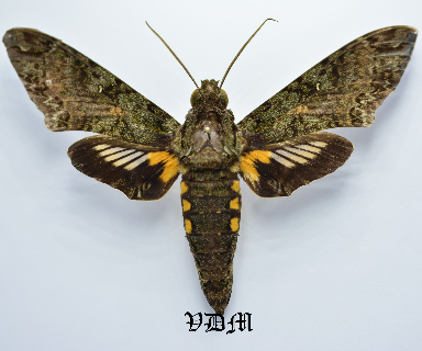 Cocytius duponchel picture by VDM Insecthouse with reference 0004R