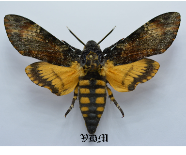 Acherontia atropos   picture by VDM Insecthouse with reference 0005R