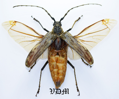 Neocerambyx gigas  (86mm-90mm) picture by VDM Insecthouse with reference 0006i