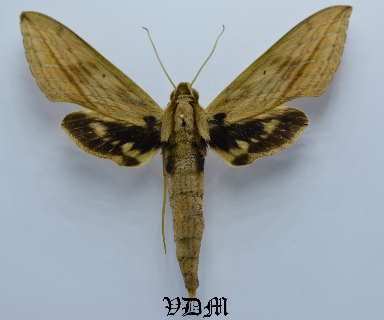 Xylophanes anubus anubus picture by VDM Insecthouse with reference 0006R