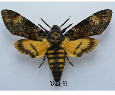 Acherontia atropos   picture by VDM Insecthouse with reference 0007R