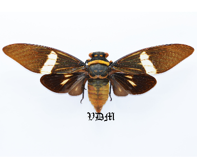 Tosena fasciata (141mm-150mm) picture by VDM Insecthouse with reference 0008i