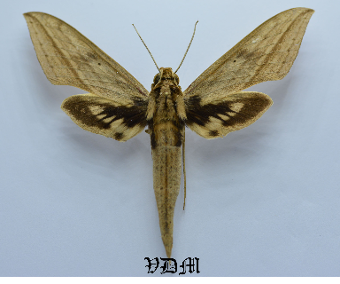 Xylophanes anubus anubus picture by VDM Insecthouse with reference 0008R