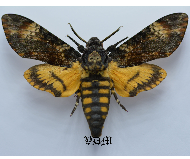 Acherontia atropos   picture by VDM Insecthouse with reference 0011R