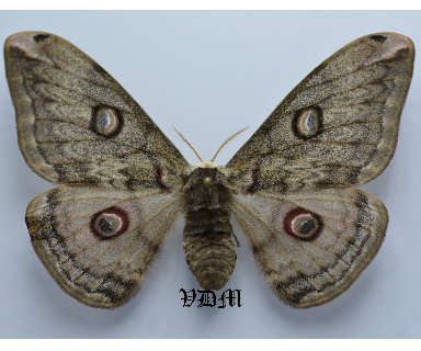 Caligula lindia picture by VDM Insecthouse with reference 0013R