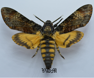Acherontia atropos   picture by VDM Insecthouse with reference 0015R