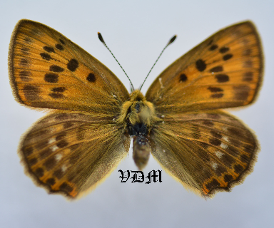 Heodes virgaureae ssp picture by VDM Insecthouse with reference 0016R