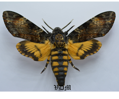 Acherontia atropos   picture by VDM Insecthouse with reference 0020R