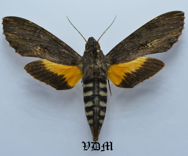 Isognathus scyron picture by VDM Insecthouse with reference 0021R