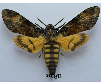 Acherontia atropos   picture by VDM Insecthouse with reference 0022R