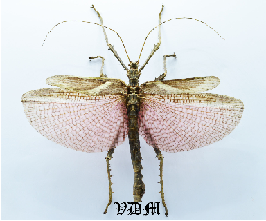 Heteropteryx dilitata (148mm) picture by VDM Insecthouse with reference 0024i