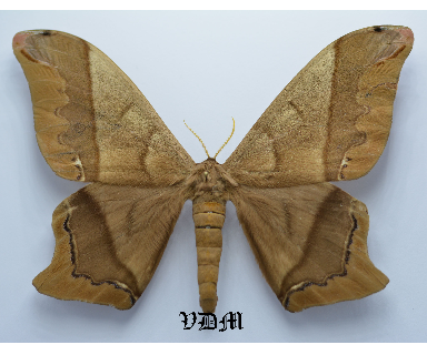 Arsenura armida  picture by VDM Insecthouse with reference 0025R