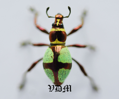 Pachyrrhynchus pseudoamabilis  (13mm-14mm) picture by VDM Insecthouse with reference 0026i