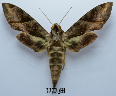 Eumorpha anchemolus picture by VDM Insecthouse with reference 0026R