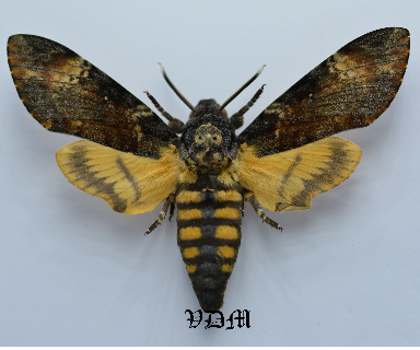 Acherontia atropos   picture by VDM Insecthouse with reference 0027R