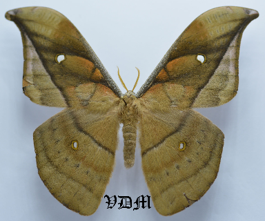 Copaxa descrescens picture by VDM Insecthouse with reference 0028R