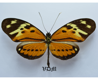 Heliconius numata ssp picture by VDM Insecthouse with reference 0029R
