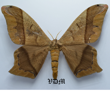 Arsenura armida  picture by VDM Insecthouse with reference 0030R