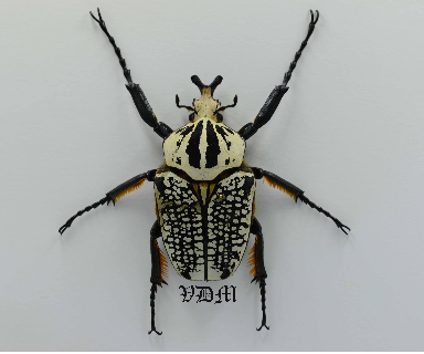 Goliathus orientalis orientalis (91mm-95mm) picture by VDM Insecthouse with reference 1066i