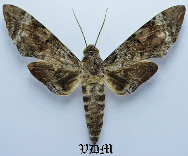 Pseudosphinx tetrio picture by VDM Insecthouse with reference 0031R