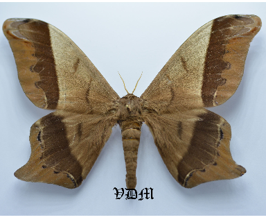 Arsenura albopicta picture by VDM Insecthouse with reference 0035R