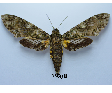 Cocytius duponchel picture by VDM Insecthouse with reference 0037R