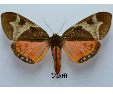 Dysschema lycaste picture by VDM Insecthouse with reference 0038R