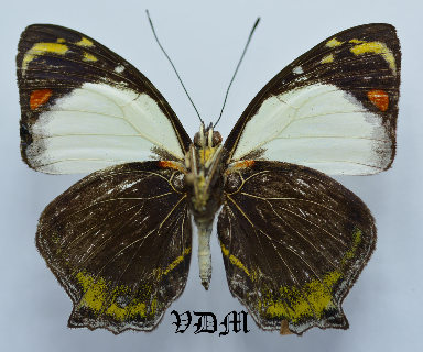 Mynes geoffroyi geoffroyi picture by VDM Insecthouse with reference 0040R