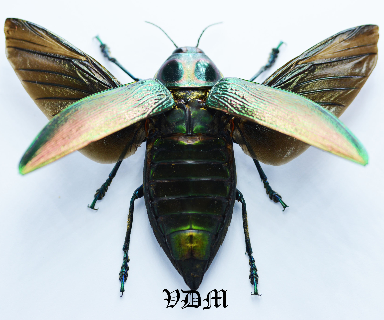 Euchroma gigantea gigantea  (61mm-65mm) picture by VDM Insecthouse with reference 0043i