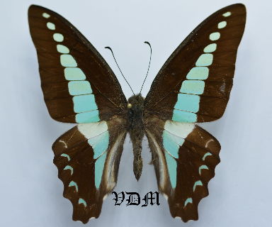 Graphium sarpedon colus picture by VDM Insecthouse with reference 0043R