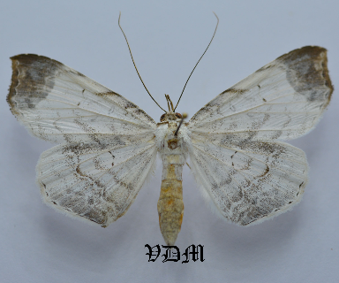 Macrodes columbalis picture by VDM Insecthouse with reference 0044R