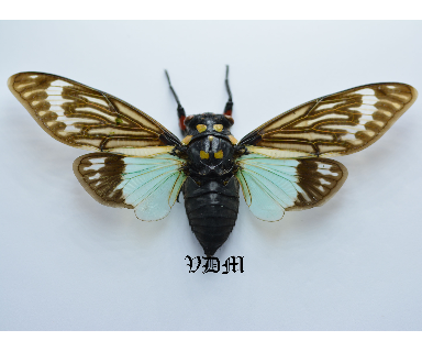Tosena splendida  (121mm) picture by VDM Insecthouse with reference 0045R
