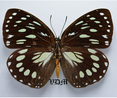 Euxanthe eurinome picture by VDM Insecthouse with reference 0046R