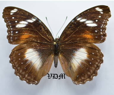 Hypolimnas bolina picture by VDM Insecthouse with reference 0047R