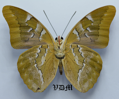 Prepona pheridamas picture by VDM Insecthouse with reference 0048R