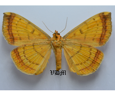 Hypopyra vespertilio picture by VDM Insecthouse with reference 0051R