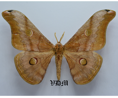 Saturnia japonica picture by VDM Insecthouse with reference 0055R