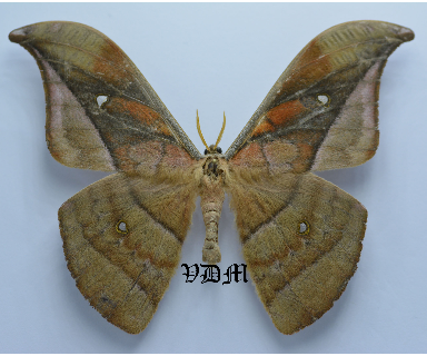 Copaxa descrescens picture by VDM Insecthouse with reference 0056R
