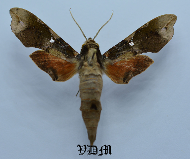 Callionima pan pan picture by VDM Insecthouse with reference 0057R