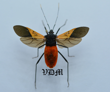 Hemiptera sp5  (34mm) picture by VDM Insecthouse with reference 0058R