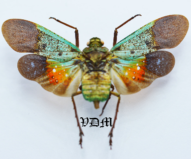 Penthicodes farinosa peleng  (47mm-53mm) picture by VDM Insecthouse with reference 0060i