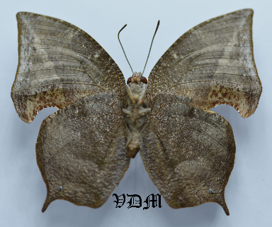 Memphis spp picture by VDM Insecthouse with reference 0060R