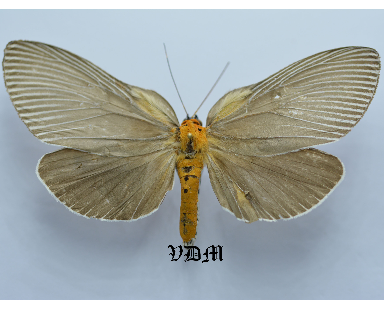 Euplocia membliaria  picture by VDM Insecthouse with reference 0061R