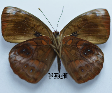 Eunica carias carias picture by VDM Insecthouse with reference 0063R