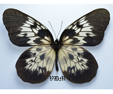 Idea tambusisiana picture by VDM Insecthouse with reference 0065R