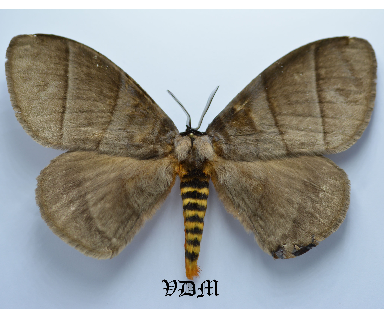 Pseudojana clemensi picture by VDM Insecthouse with reference 0067R